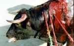 cele.animal torturtre